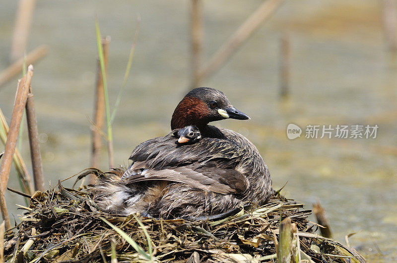 小格雷比(Podiceps ruficollis)